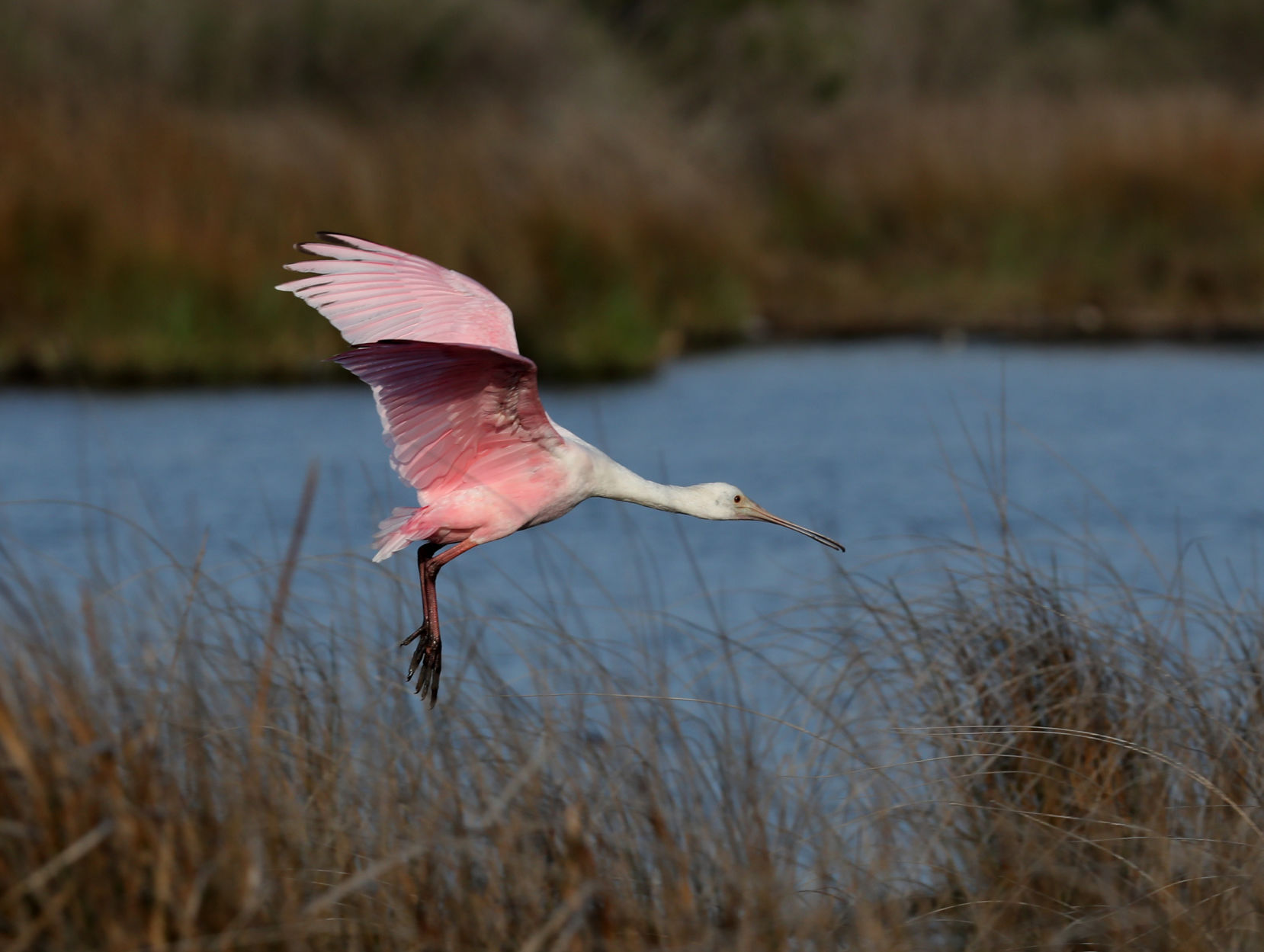 Galveston gets Bird City Texas designation